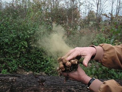 Grundschule Bünzwangen